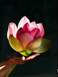 Lotus